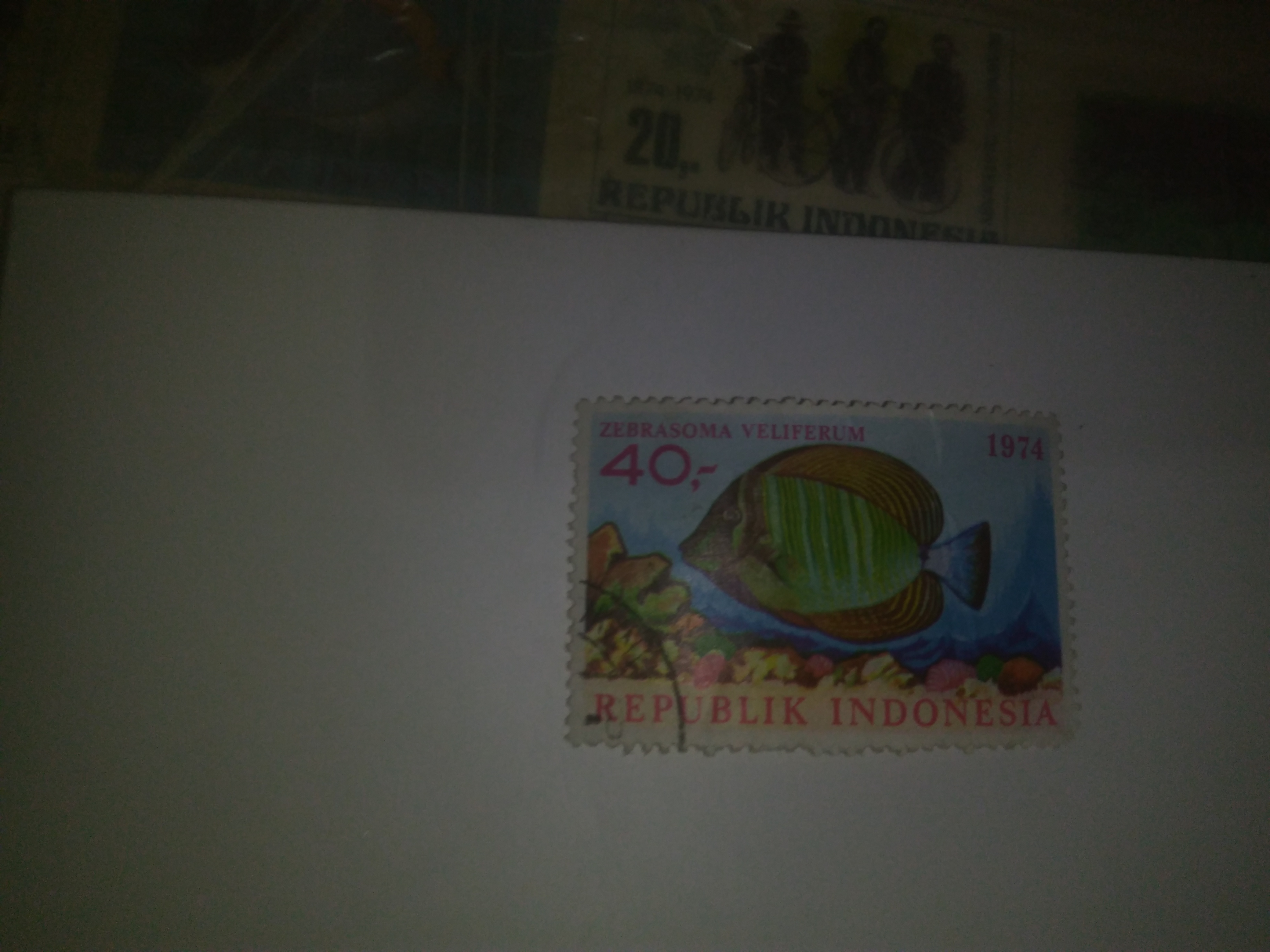 PERANGLO : ZEBRASOMA VELIFERUM
