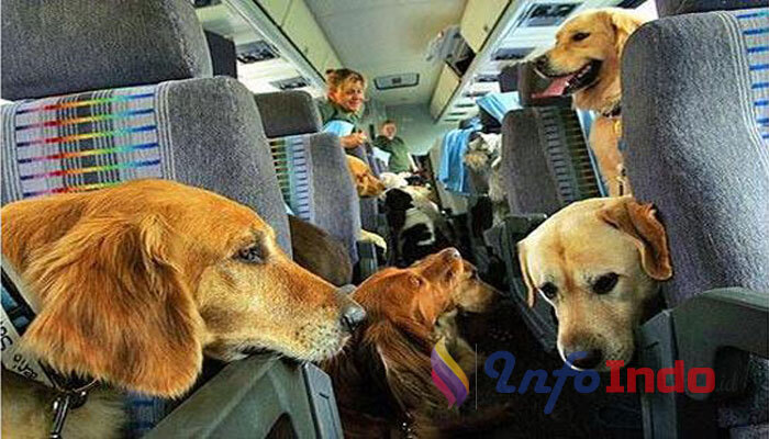 Lucu !!! Seorang Pemuda Membawa Anjing ke Dalam Pesawat