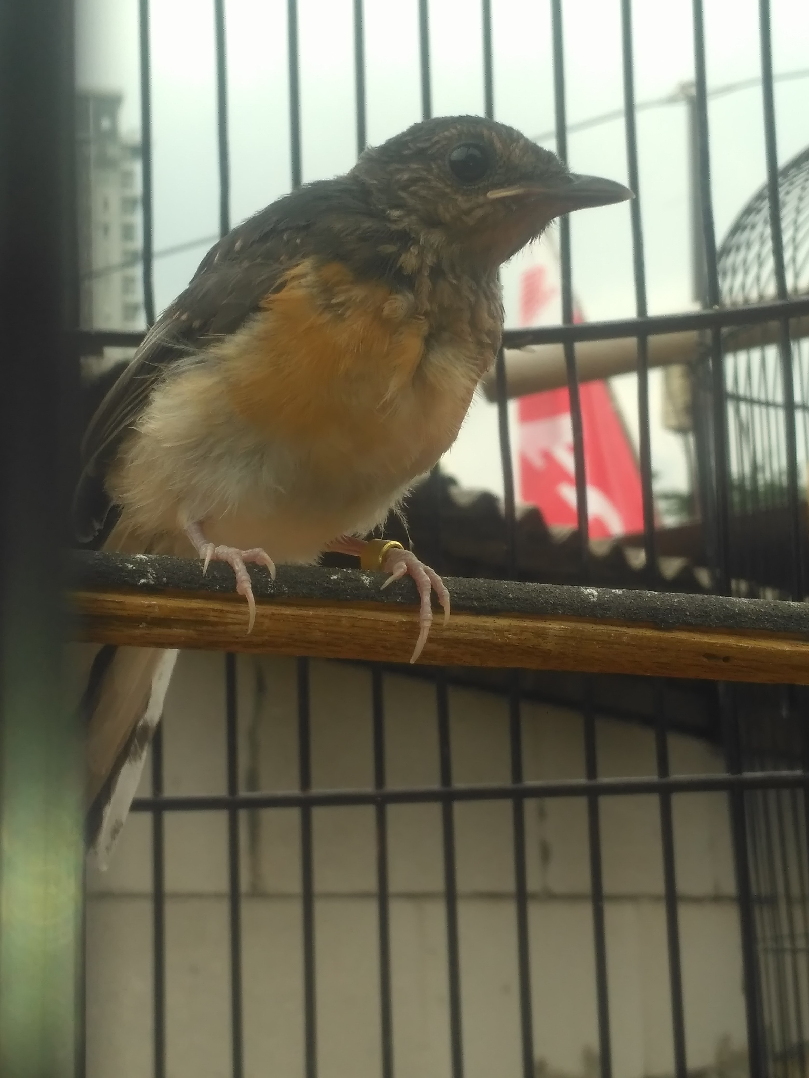 Jantan atau betina