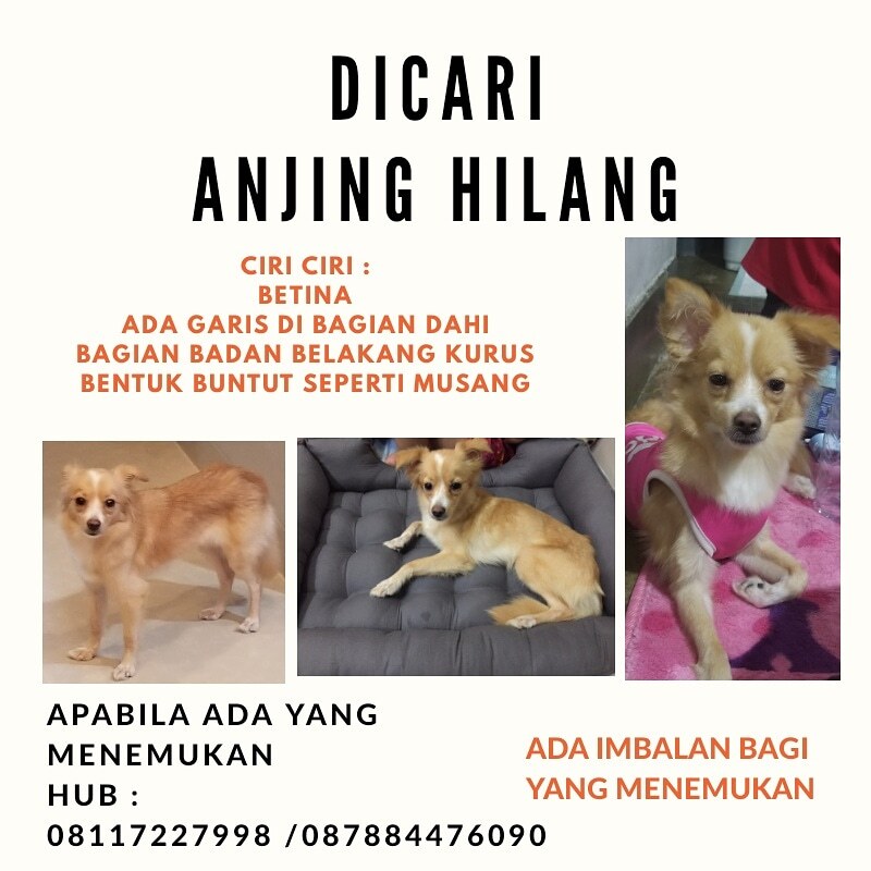 Anjing Hilang A King Ditemukan Anjing Dicari Lose Dog Kaskus