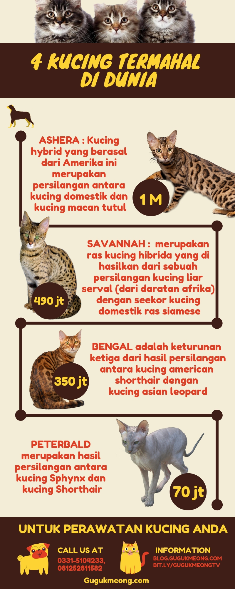 Lebih mahal dari Vanessa, ini kucing termahal